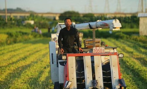 在世界工廠的縫隙里耕耘 一位果蔬種植者的水稻夢與農民正高職稱之路