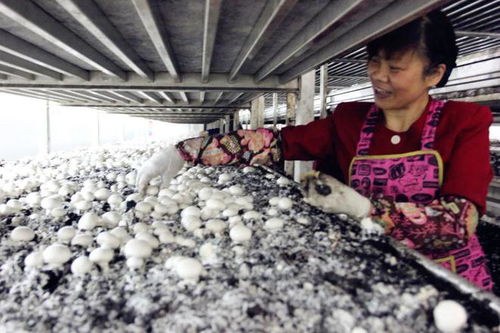 金山綠色之變 苗木種植名不虛傳，生態轉型典范