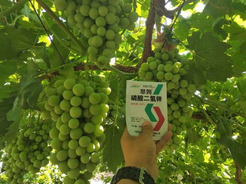 新疆適宜種植的谷物與苗木品種