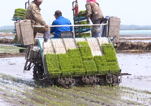 饒河縣搶農時忙插秧，苗木種植開啟農業發展新篇章