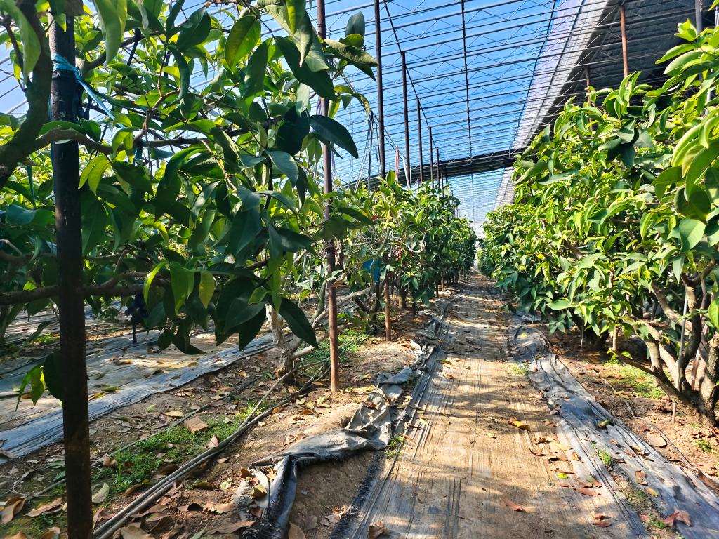 新春走基層丨這里的果蔬何以能“南來北往”？——山東萊蕪發展智慧農業一線見聞之苗木種植