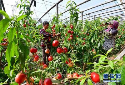 果蔬苗木雙管齊下，助力鄉村增收致富