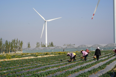 小草莓撬動大產業 德昌草莓產銷兩旺，苗木種植成富民新引擎