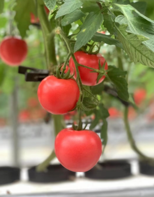 科技興農路，十年扎根情——“85后”新農人茅賽賽的苗木種植探索