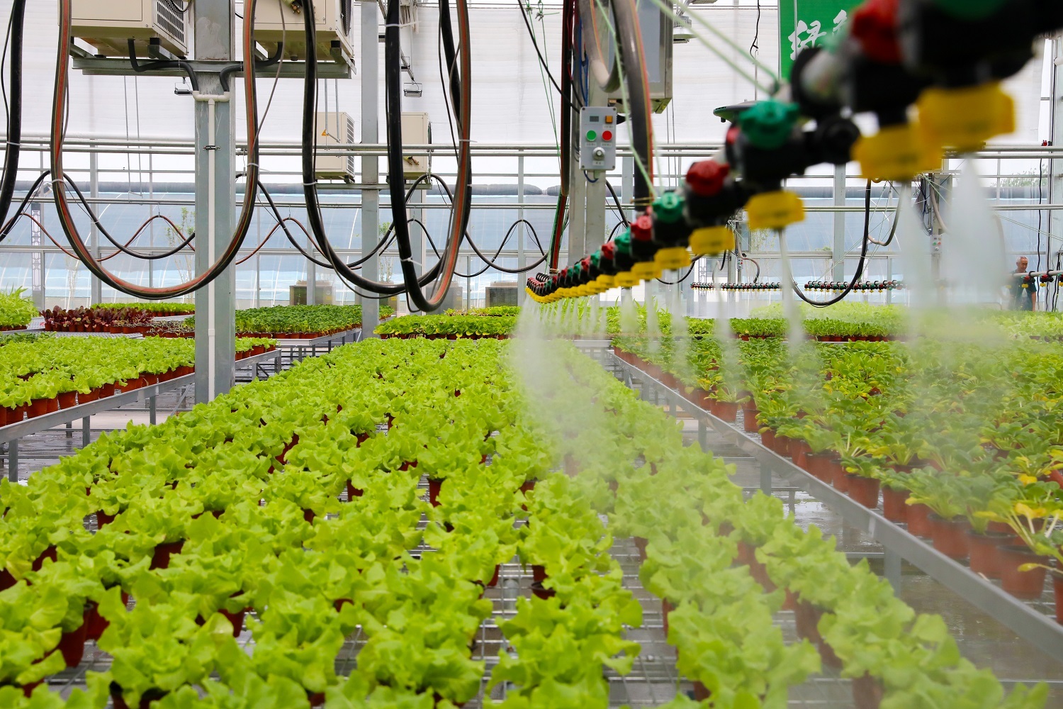 第八屆京津冀蔬菜產業發展大會 2000余種農產品與創新成果集中展示，盒馬等知名企業齊聚覓商機