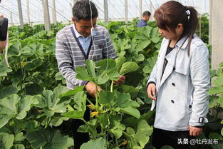 菏澤牡丹區沙土鎮 特色果蔬與苗木種植雙輪驅動，繪就助農增收新畫卷