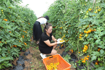 濮陽市范縣顏村鋪鄉 種植基地長出“致富果” 苗木產業鋪就振興路