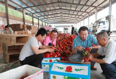 看！大棚果蔬發展新方向 苗木種植的崛起與未來