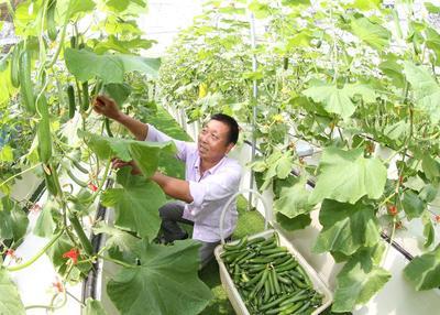 浙江安吉 無土栽培技術引領果蔬種植新風尚，綠色健康產品新鮮上市