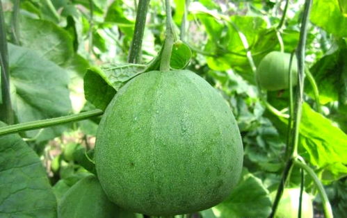 河南尉氏縣 因地制宜發展果蔬種植，水坡鎮綠寶甜瓜變身“金瓜”