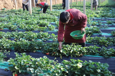 河南安陽(yáng)湯陰 果蔬大棚“春潮涌”，鄉(xiāng)村振興繪新圖