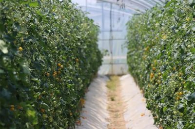 基地探訪｜滿嘴爆汁的小番茄、清香爽口的白玉黃瓜 揭秘高品質果蔬的科技種植之路