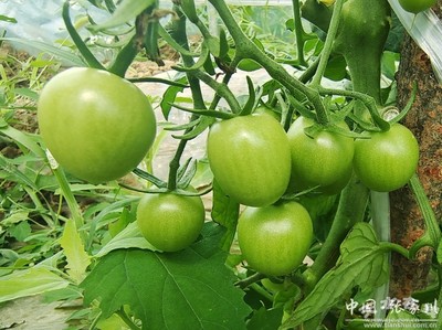 家鄉新變化 喜迎二十大 | 張家川縣天河村 果蔬大棚種植與苗木培育，繪就鄉村振興新畫卷